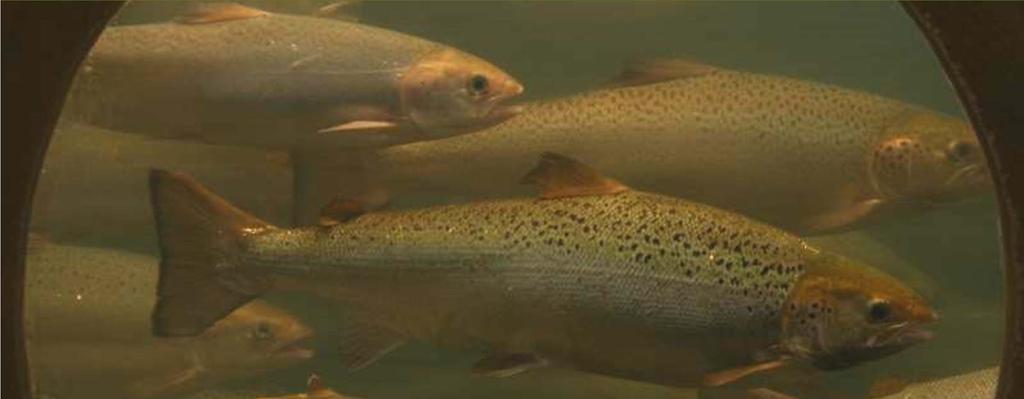 Atlantic Salmon Growout Trials in Freshwater