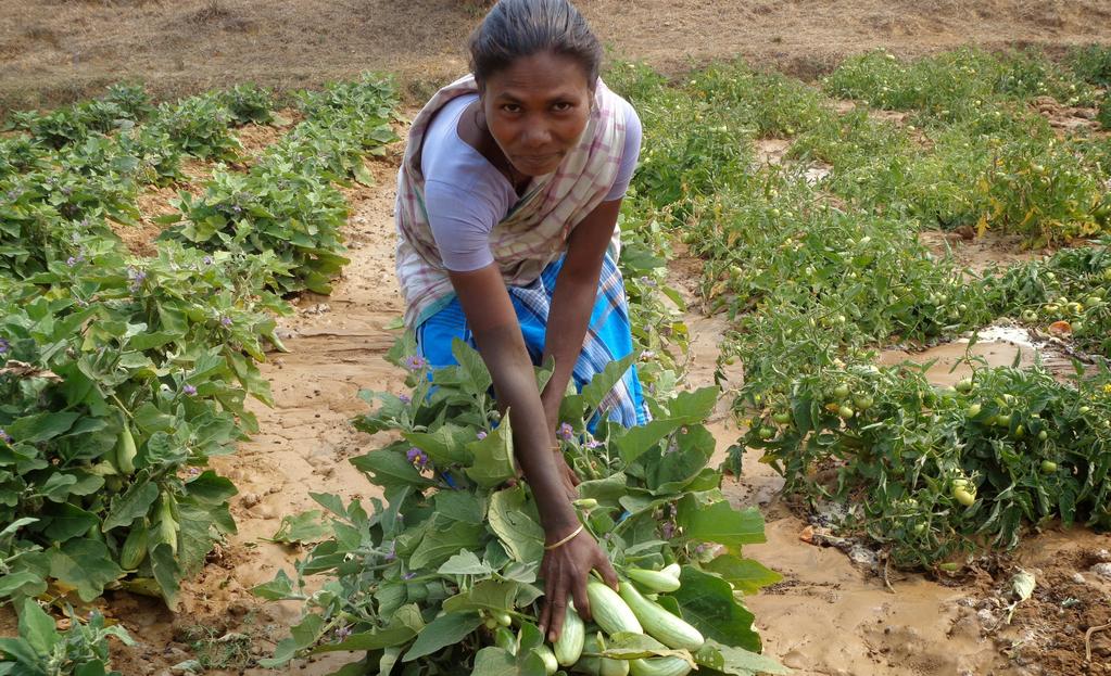 Participants learn best practices for engaging in lucrative agricultural activities like cucumber and tomato cultivation.