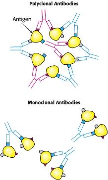 Antibodies of a given specificity are not a single molecular species. 2,4- dinitrophenol (DNP) has been used to generate antibodies to DNP.