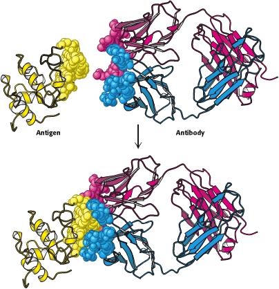Antigen-Antibody interactions A protein antigen, in this case lysozyme, binds to the end of an F ab domain from an antibody.