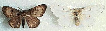 Gypsy Moth A gift of France, the gypsy moth is a