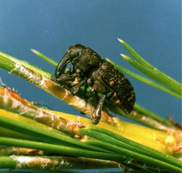 ½ long. The reddish brown colored weevils have patches of yellowish hairs on their wing covers.
