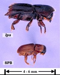 only 1/8 long. It has a rounded hind end compared to the shovel shaped hind end of Ips beetles.