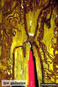 Look for criss-crossing S shaped galleries inside the bark.