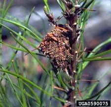 Pine Webworm Caterpillars have tan heads, a yellowish body with two