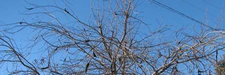 Prune out infected branches during the dormant