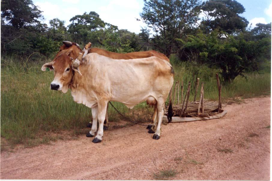 Use of Cows for Draft Work By Nachimuka M. Cheepa Heifer International Zambia, P.