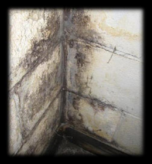 Mold (A/C and ventilation