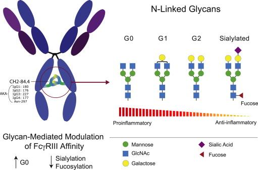 Glycosylation of IgGs Conserved N-linked glycan in the Fc domain (CH2) Facing inward Critical for effector functions and serum half-life Sialic acid Fucose