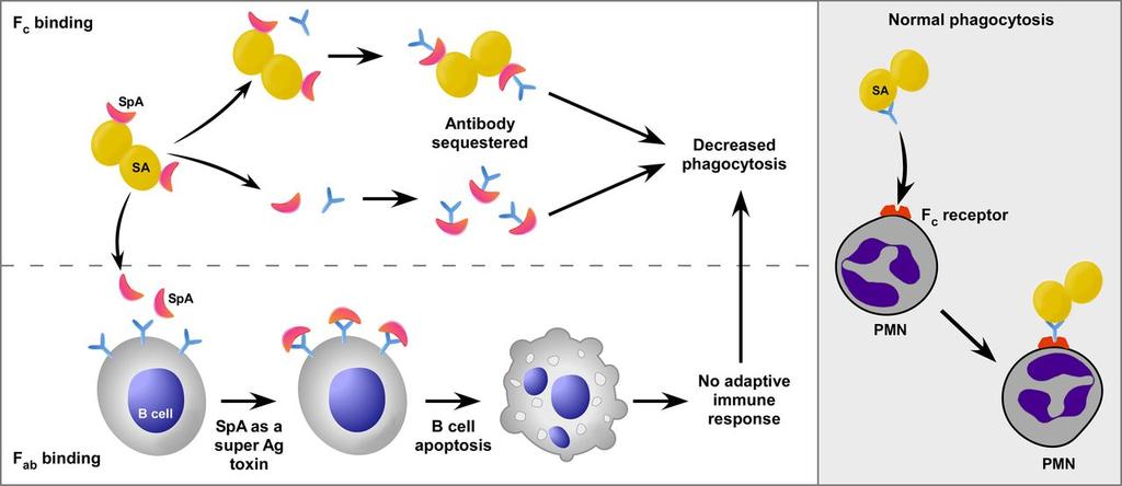 Considerations for antibody therapeutics Production/purification Protein A & G High affinity