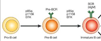 B cells mature to make antibodies Originate in Bone barrow Assemble heavy/light chain Make intact B-cell receptor (BRC) Clonal deletion
