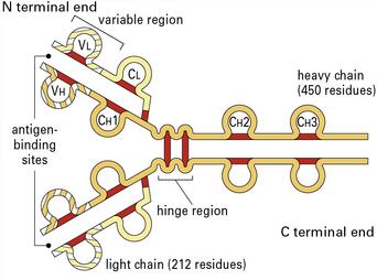 bonds (inter & intra chain) Common terms: Antigen Epitope Paratope