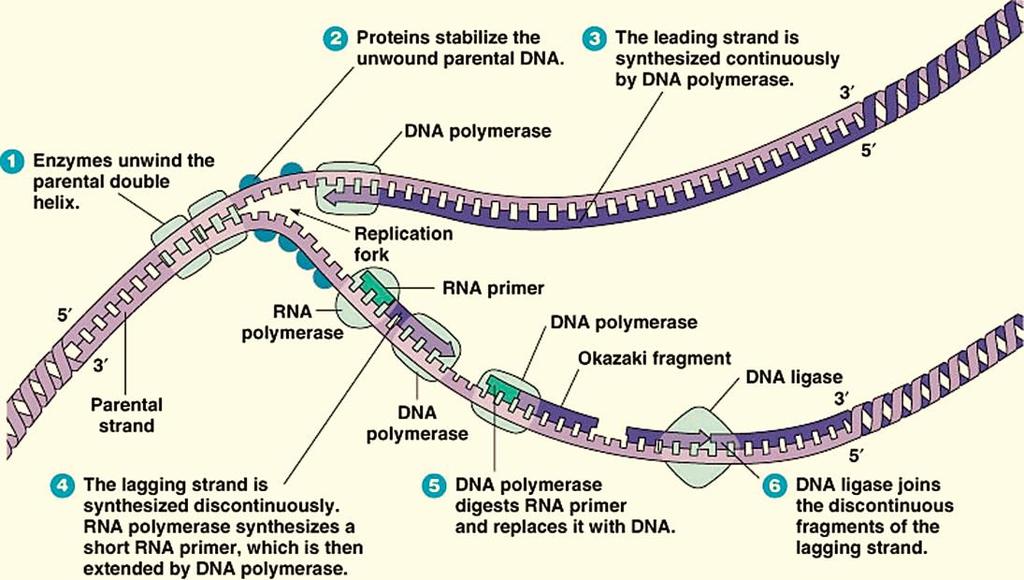 Since the DNA helices are antiparallel, the direction of movement relative to the template DNA strand