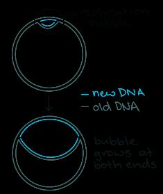 Ribonucleotides to make primers 1. Binding of DnaA to oric and initial unwinding of the helix 2.