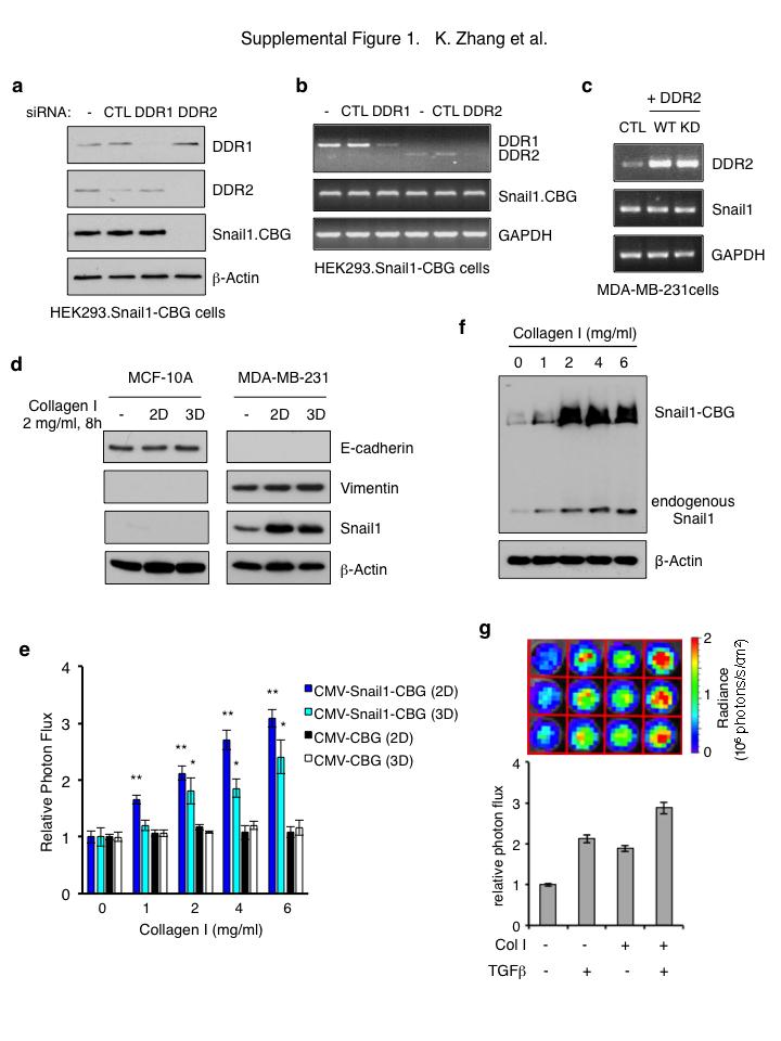 DOI: 10.1038/ncb2743 Figure S1 stabilizes cellular protein level, post-transcriptionally. (a, b) and DDR1 were RNAi-depleted from HEK.293.-CBG cells. Western blots with indicated antibodies (a).