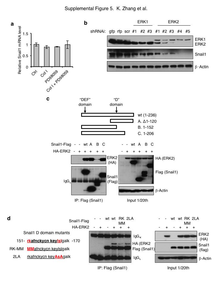 Figure S5 stabilizes protein through ERK2 interaction with and phosphorylation of.