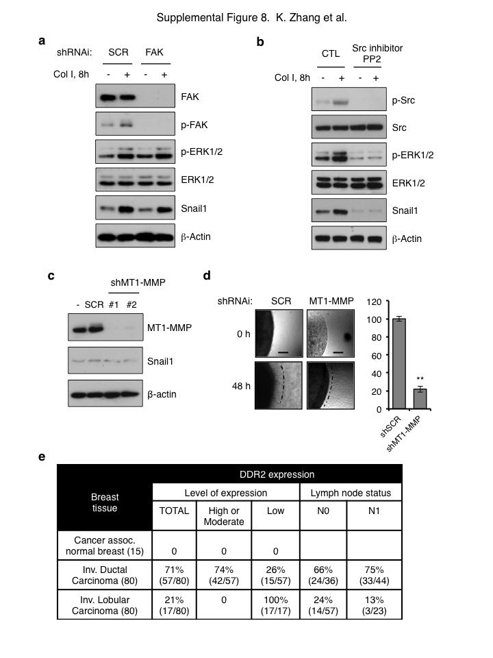 Figure S8 FAK is not required for collagen I induced stabilization of protein.