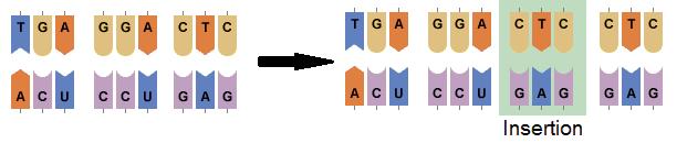 A substitution is a type of mutation that can exchange a single base nucleotide for another