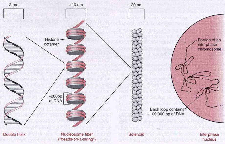 Chromatin composition Double helix Nucleosome fiber Solenoid Interphase nucleus Chromatin