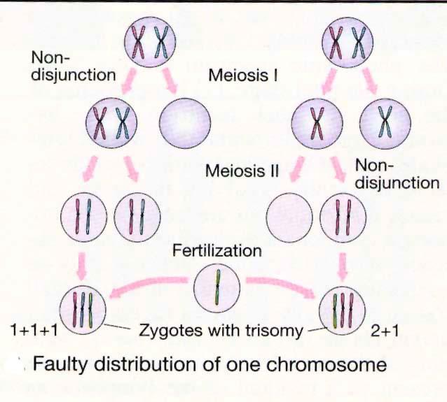 Trisomy Monosomy Resulted from nondisjunction of the homologous