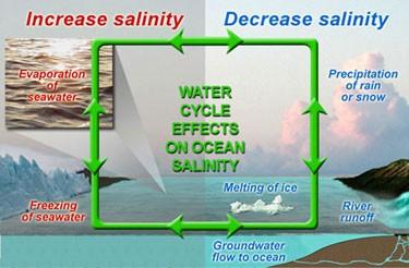Hydrologic Processes & Salinity all of these processes also affect the Salinity of seawater, which in turn will affect the density Processes that Increase Salinity
