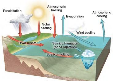 heat exchange Processes that Decrease Salinity Solar heating of surface waters Hydrothermal heating of bottom waters Rainfall & other forms of precipitation at sea