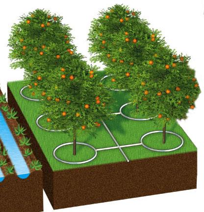 Drip irrigation (efficiency 90 95%) Above- or below-ground pipes or