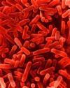 What is Legionella? A naturally occurring facultative bacterium rod-shaped cells (bacillus) 1-2 µm in length and 0.