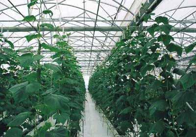Adaptation - China Developing modern biology and new technology To decrease the negative impacts of climate on agriculture, selecting suitable cultivars is an important adaptive countermeasure.