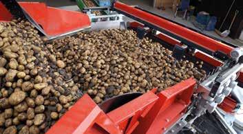 A residual layer of potatoes remains at the infeed so the next load is not dumped directly onto the bottom belt.