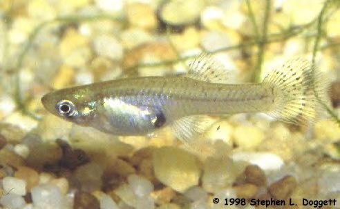 Gambusia (mosquitofish) The mosquitofish only grows to about 1.