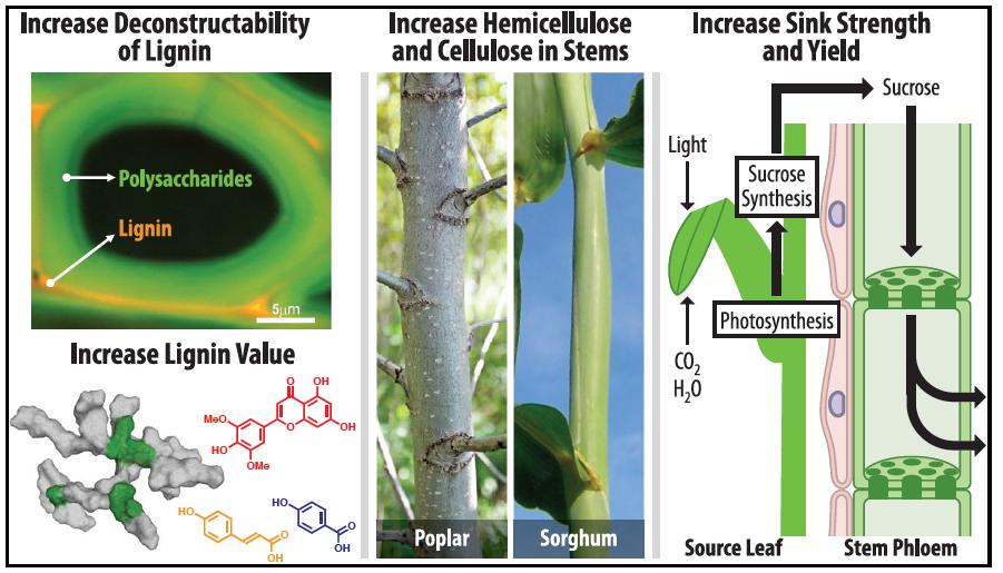 Future Directions Sustainable Production of Bioenergy Crops with Desirable Traits Increase yield and quality