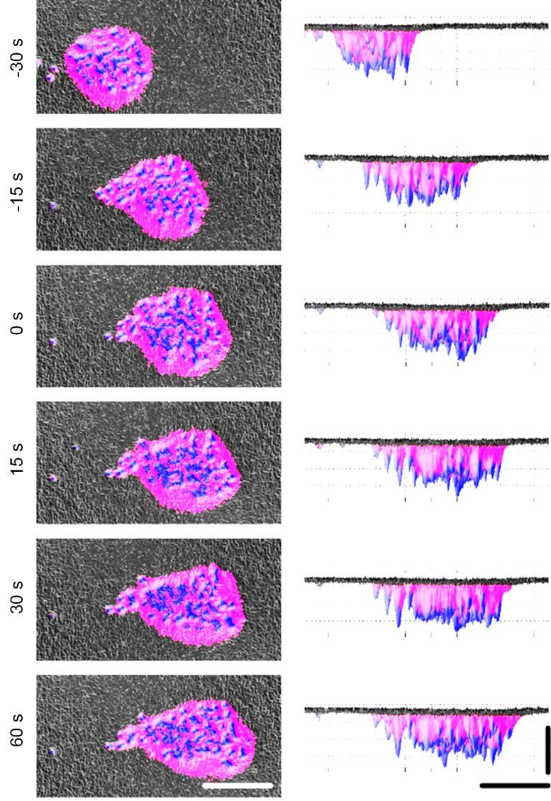 Supplementary Figure 9 Hills (blue) and valleys (magenta) identified on time-lapse 3D topography of neutrophil footprints during rolling (-30 to 0 second) and arrest (0 to 60 seconds).