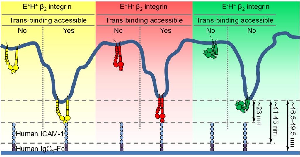 Supplementary Figure 10 Schematic showing the localization of the E + H +