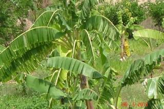 In between banana trees, seeds of cow