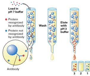 Affinity Chromatography 亲和层析法 Uses an affinity tag - allows molecules to bind to the column - specific to the tagged protein of interest - Examples: HIS-Tag, antibody,