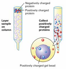 Ion Exchange Chromatography Beads in the column are charged Anion - positively (+) charged beads
