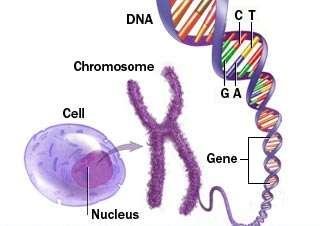 genes and DNA as hereditary material Gene DNA