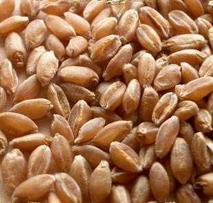 Wheat kernel color is an example of polygenic inheritance. There are two genes which control wheat kernel color. The phenotypes will vary from a dark red color to a light tan color (called white).