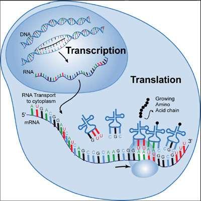 Transcription: DNA => RNA