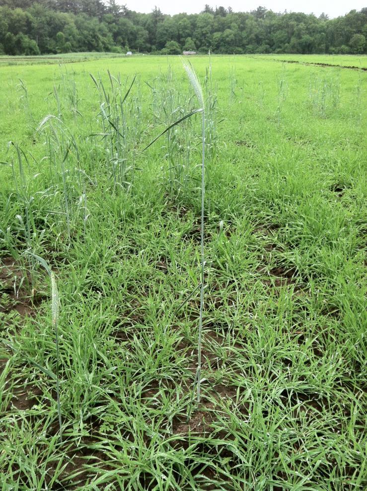 Quick early spring cover crop of rye (April 1 st )
