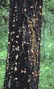 BC Mountain Pine Beetle The mountain pine beetle damage: ~ 6 million m3 dead in 26 = 12x B.C. Interior s annual harvest; 5% of B.C. s pine will be killed by the end of 27; Likely will peak by killing 9 million m3 in 213 = 8+% of B.