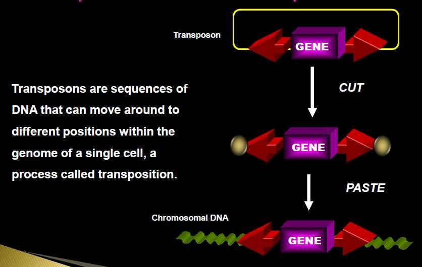 3. Transposons: Jumping genes/copy and paste (Class1) or cut and paste (2) Between plasmids or between chromosomes and