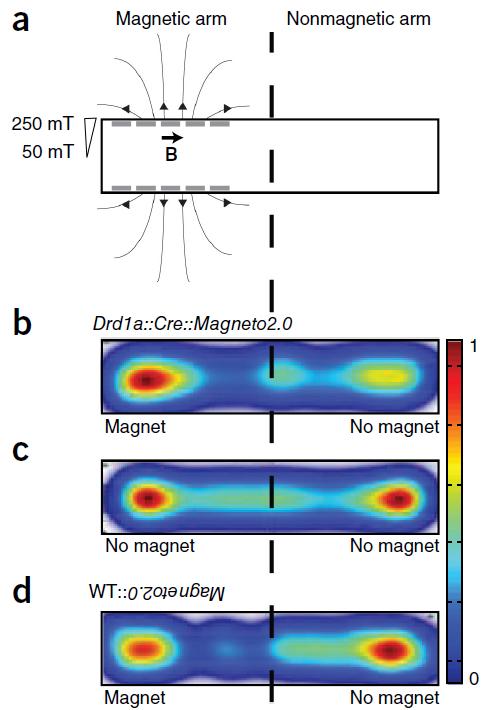 Control of D1R-mediated striatal Does Magneto2.0 control of neural activity translate to control over behaviours?