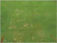 Preventive Dollar Spot Trial on Bentgrass Greens Photos courtesy of and location: Kansas State Univ.; M. Kennelly, 2013 (0.26 fl. oz./1,000 sq. ft.) 28-day interval Applied 6/6, 7/3, 7/31 (0.21 fl.