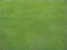 ) 21-day interval Applied 6/6, 6/27, 7/17 Brown Patch Control After Two Applications 60 Algae Reduction on Creeping Bentgrass 14-day Treatment Intervals 50 % Area Infected 40 30 20 Second spray 0.