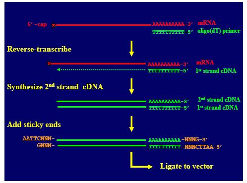 A) Full-length cdna isolation and 5 - and 3 -end