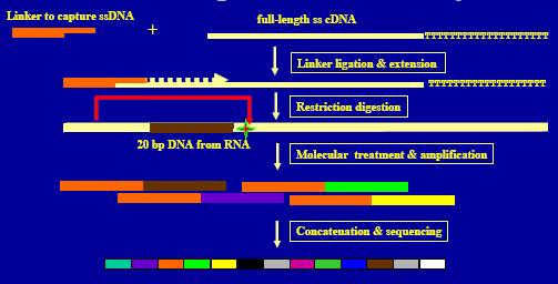 B) CAGE Cap Analysis of Gene Expression 1 color= 1 cap-tag= 1 promoter High-throughput