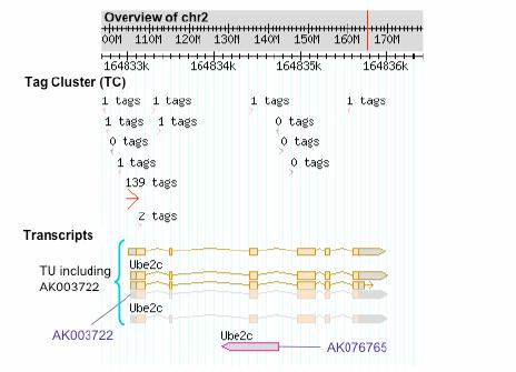 Results 5: sense/antisense pairs Sense/antisense distribution in the genome - 4520 TU pairs contain full-length transcripts, which form S/AS pairs on