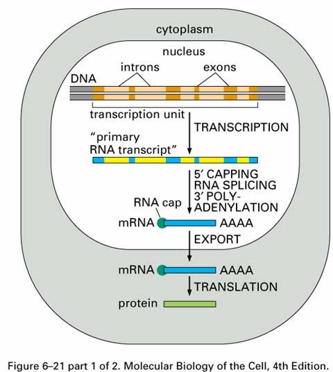 Transcriptome analysis RNA molecules